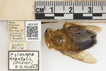 Media type: image;   Entomology 816425 Aspect: labels